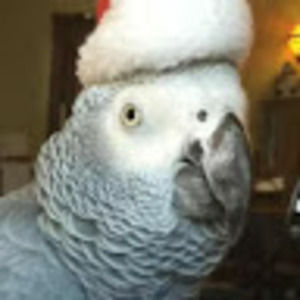 Meet your Posher, Alexander